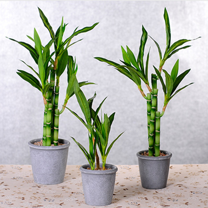 New 40cm Artificial Lucky Bamb - Snake Plant 评论和价格