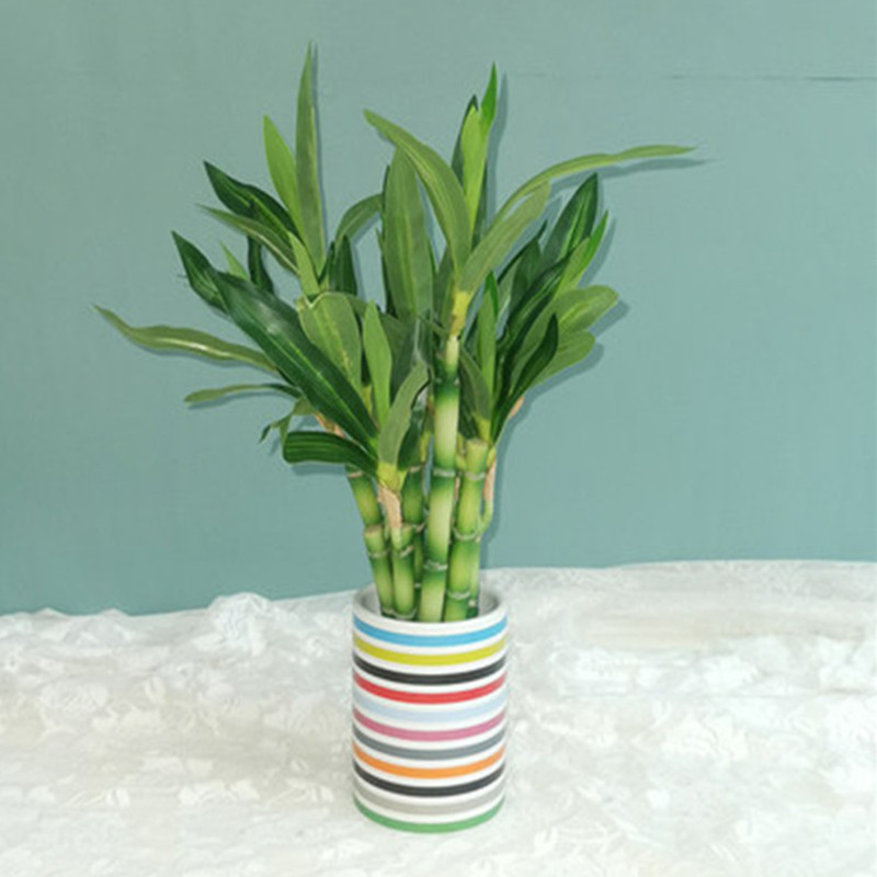 New 40cm Artificial Lucky Bamb - Snake Plant 评论和价格