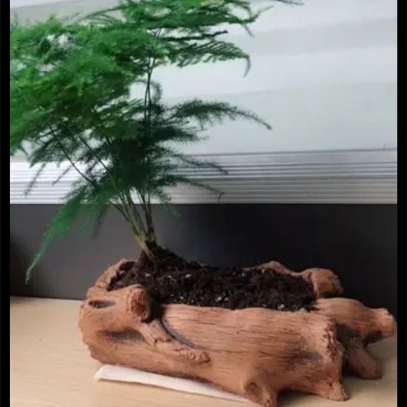 Imitation Wooden Stakes Tree R - Succulent Set 评论和价格