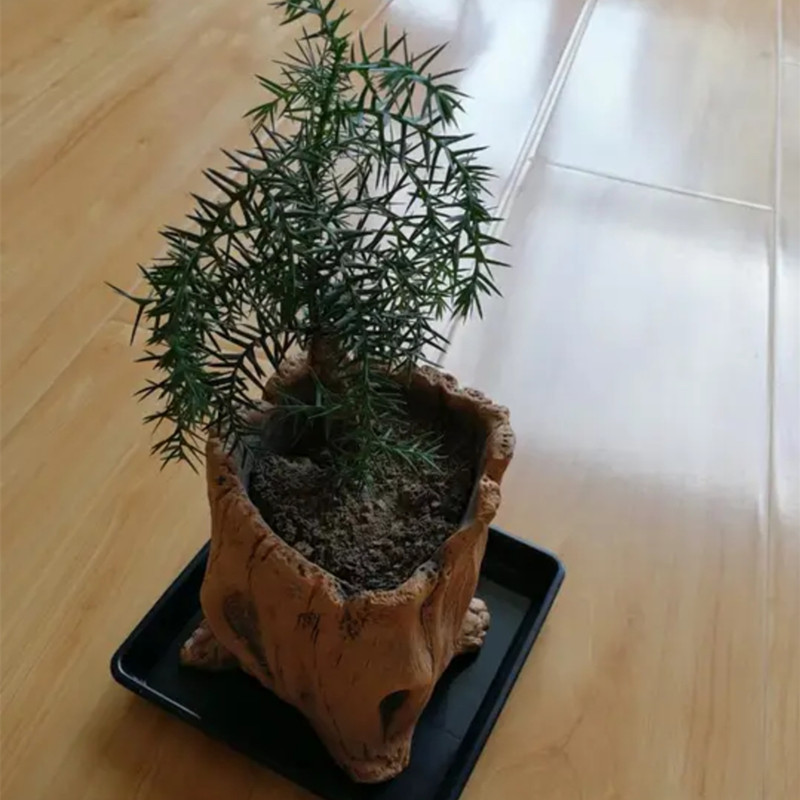 Imitation Wooden Stakes Tree R - Succulent Set 评论和价格